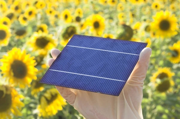  In a vibrant sunflower field, an individual holds a solar panel, representing the harmony between technology and nature.